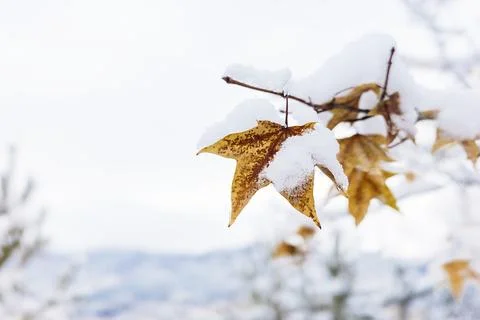 Snow Covered Red Maple Leaf Winter Forest Floor Detail Stock Photos
