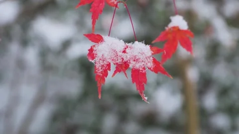 Snow Covered Red Maple Leaves Gently Swaying During A Winter Snowfall In Nature 库存影片 342016317