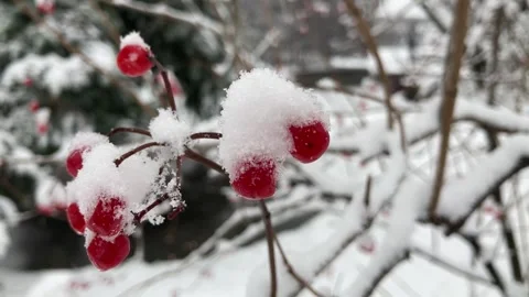 Snow-covered red rosehip berries on a bush in winter on a blurred background. Stock Footage 283193448