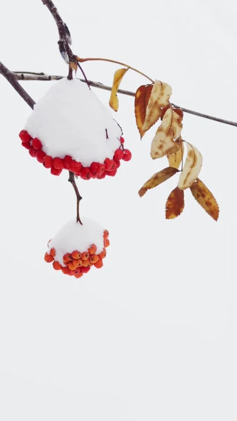 Snow-covered red rowan berries during snowfall Stock Footage 298180728