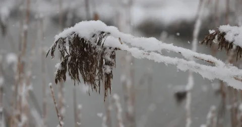 Snow-covered reed, close, 4K slomo Stock Footage 168906518