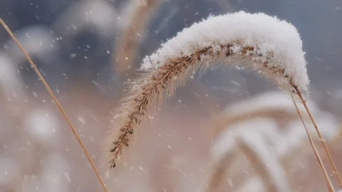 Snow Covered Reed Close Up Stock Footage 340538623