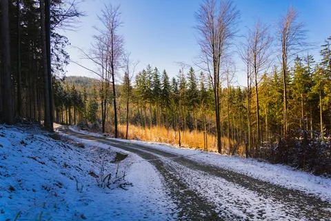 Snow Covered Road in Forest Stock Photos