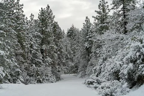 Snow Covered Road Stock Photos