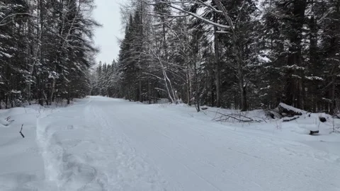 Snow-Covered Road with Tall Pine Trees in Rural Canada Stock Footage 301638785