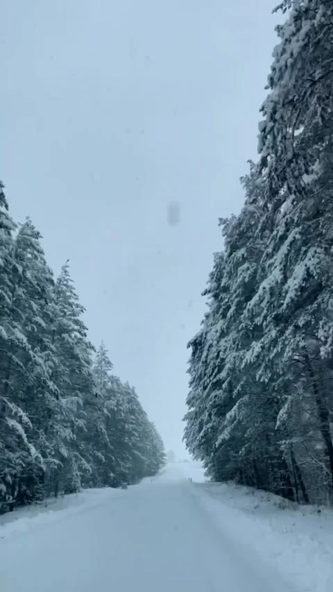 Snow-Covered Road Through a Serene Winter Forest in Lithuania Stock-Footage 283628068