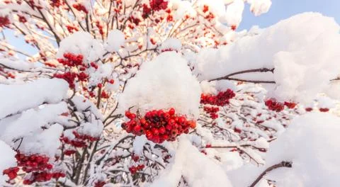 Snow Covered Rowan Stock Photos