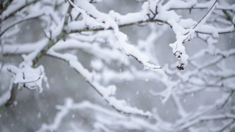 Snow covered rowan tree branches in snowfall Stock Footage 147440293