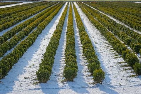 Snow covered rows in a nursery with sculpted boxwood. Stock Photos