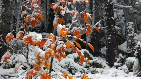 Snow covered sapling with orange leaves in mixed forest - Gray Sky and Sun Rays Stock Footage 339479248