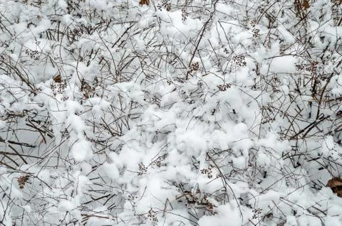 Snow-covered shrub Stock Photos