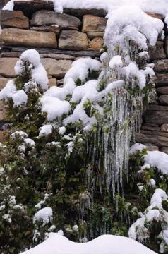 Snow-covered Shrub Stock Photos