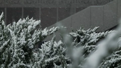 Snow covered shrubs during winter snowfall in urban setting Stock Footage 327019064
