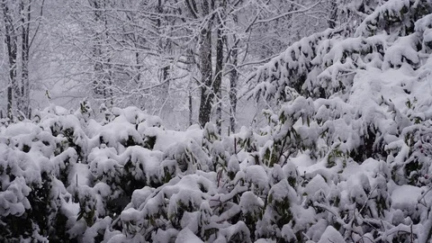 Snow-covered shrubs, trees in the background and falling snowflakes Video stock 83857700