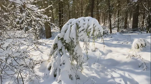 Snow covered small pine tree bends through the weight of snow Stock Footage 219413064