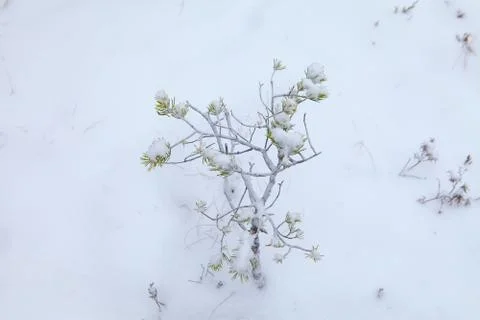 Snow-covered small pine tree, close up view Stock Photos