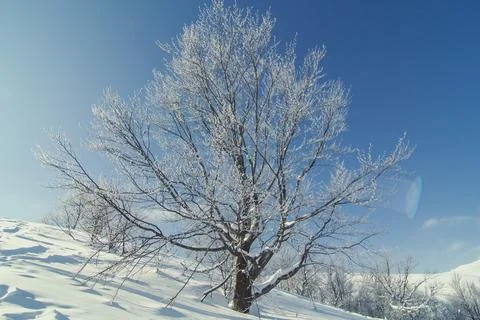 Snow covered spreading tree landscape photo Stock Photos