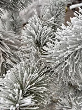 A snow-covered spruce branch covered in frost Stock Photos