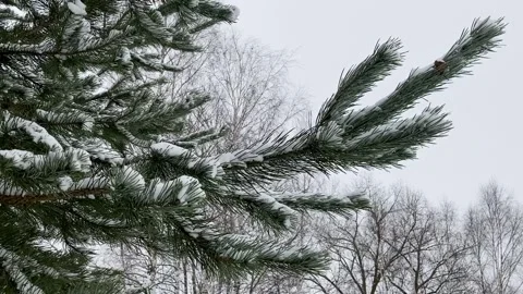 Snow-covered spruce branch Video stock 225245393