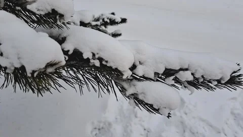 A snow-covered spruce branch sways against the backdrop of large Stock Footage 323165698