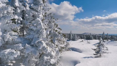 Snow covered spruce branches on the background of winter mountain landscape Stock Footage 94166265
