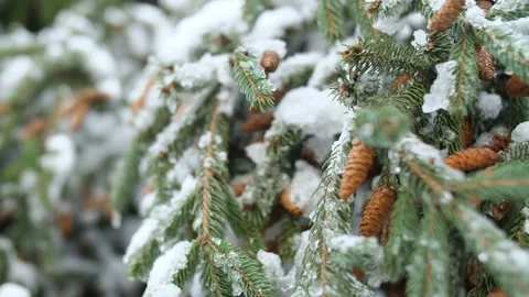 Snow-covered spruce branches with cones Stock Footage 148449862
