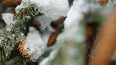 Snow-covered spruce branches with cones Stock Footage 148449993
