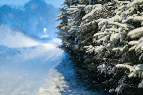 Snow-Covered Spruce Branches During Winter Snowfall in Norway Stock Photos