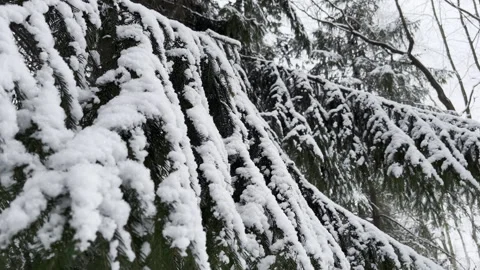 Snow-covered spruce branches. Stock Footage 256917033