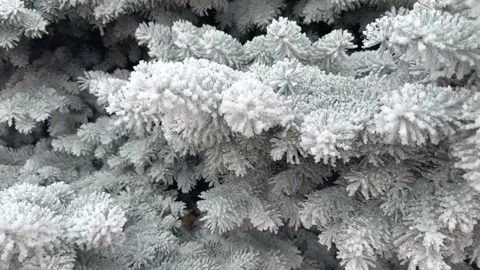 Snow-covered spruce branches in the forest. White fluffy snow lies on spruce Stock Footage 224719649