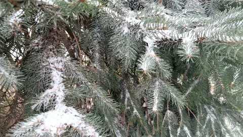 Snow-covered spruce branches in the forest. White snow lies on spruce branches Stock Footage 224741273