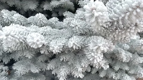Snow-covered spruce branches in the forest. Concept of winter time  Stock Footage 224744912