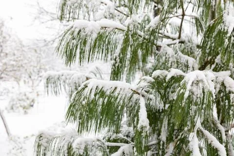 Snow-covered spruce branches in the forest on a blurred background during Stock Photos