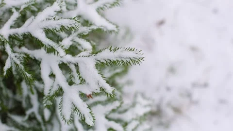 Snow-covered spruce branches gently moving in winter forest in slow motion. M Stock Footage 324519509