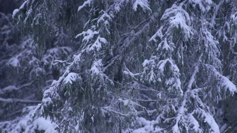 Snow-covered spruce branches in an old European forest. Snowing Stock Footage 228886478