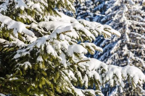 Snow-covered spruce branches Stock Photos