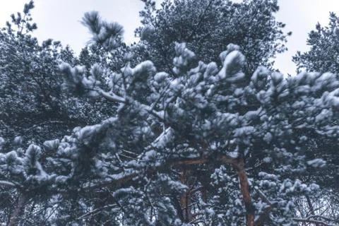  snow-covered spruce branches Stock Photos