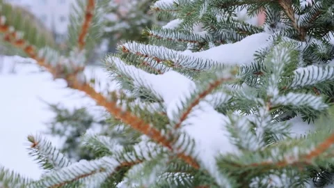 Snow-covered spruce branches sway in wind close-up. Selective focus. Slow motion Stock-Footage 150504832