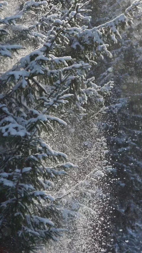 Snow-covered spruce branches in winter time. Snow falls from tree branches Video stock 273209040