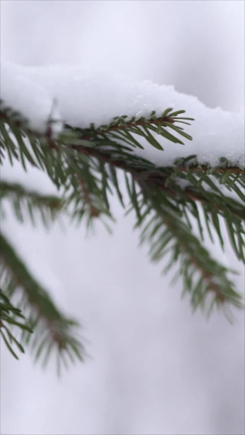 Snow Covered Spruce Branches In Winter. Vertical.   Stock Footage 284173129