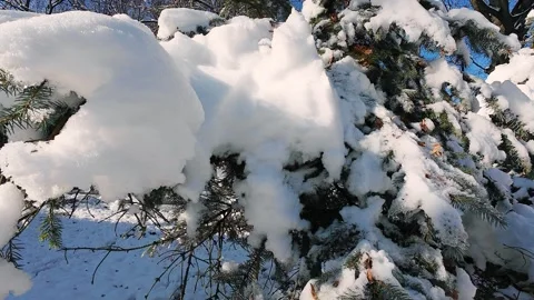 Snow-covered spruce branches in winter. Stock Footage 321843932