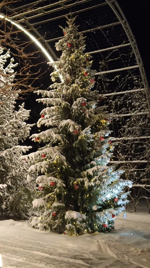 Snow-covered spruce branches in a winter park in the evening Video stock 325674806