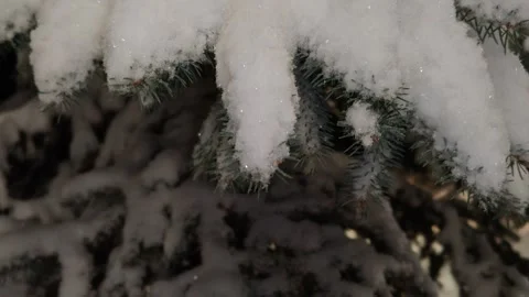 Snow-covered spruce branches in a winter forest Stock-Footage 325674839
