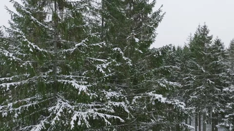 Snow-covered spruce forest from above Stock Footage 293728182