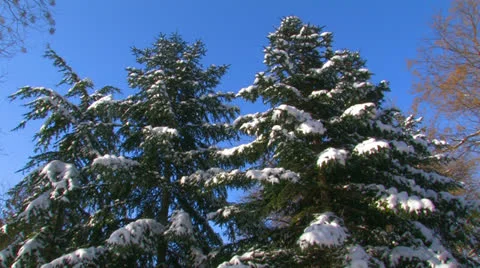 Snow-covered spruce in the forest. Stock Footage 27203147