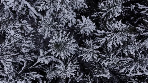 A snow-covered spruce forest sways gently, view from a drone. Stock Footage 326363020