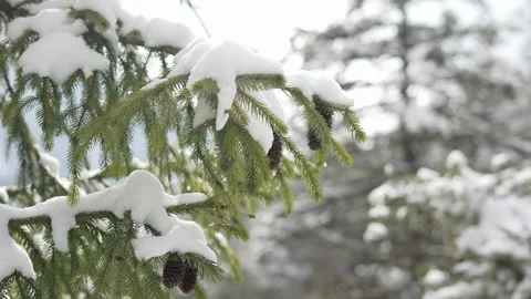 A snow-covered spruce, green needles coniferous branch in winter forest. Video stock 309523960