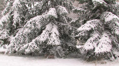 Snow-covered spruce in the park. Stock Footage 27154768