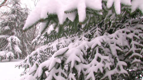 Snow-covered spruce in the park. Stock Footage 27164092