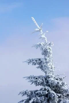 Snow-covered spruce Stock Photos
